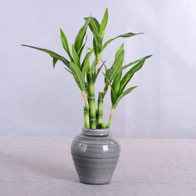 Nova Planta Artificial de Bamb - Fish Aquarium Home avaliação e preço